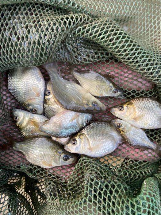 Vand puiet crap rasa frasinet !