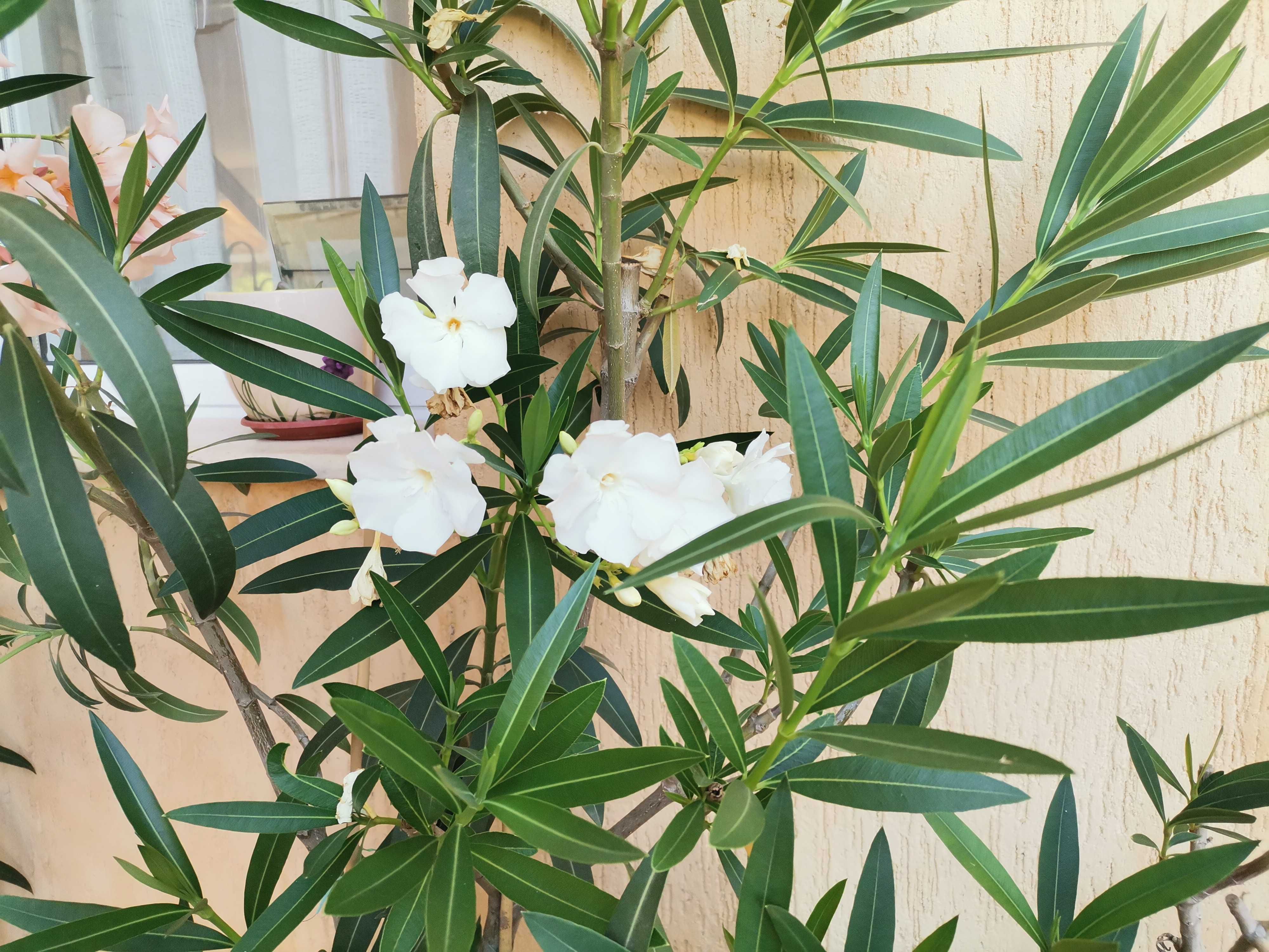 Олеандър/Зокум/Лян/Nerium Oleander