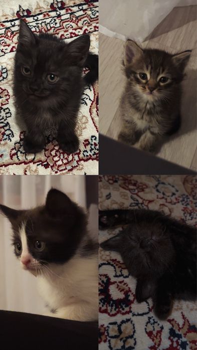 котята в добрые руки