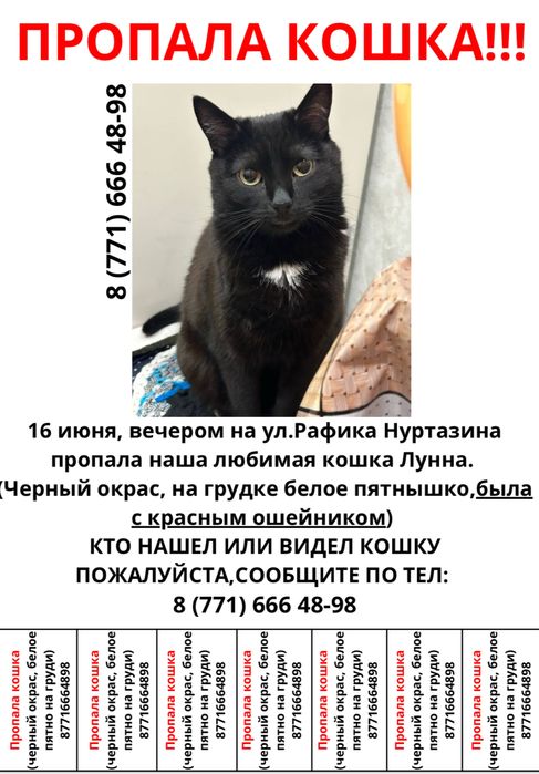 Пропала черная кошка