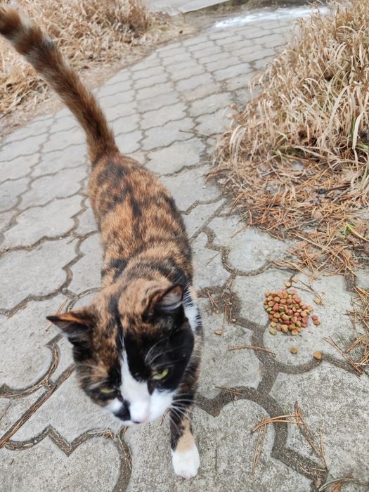 Ищем дом и любящих хозяев для молодой кошечки.