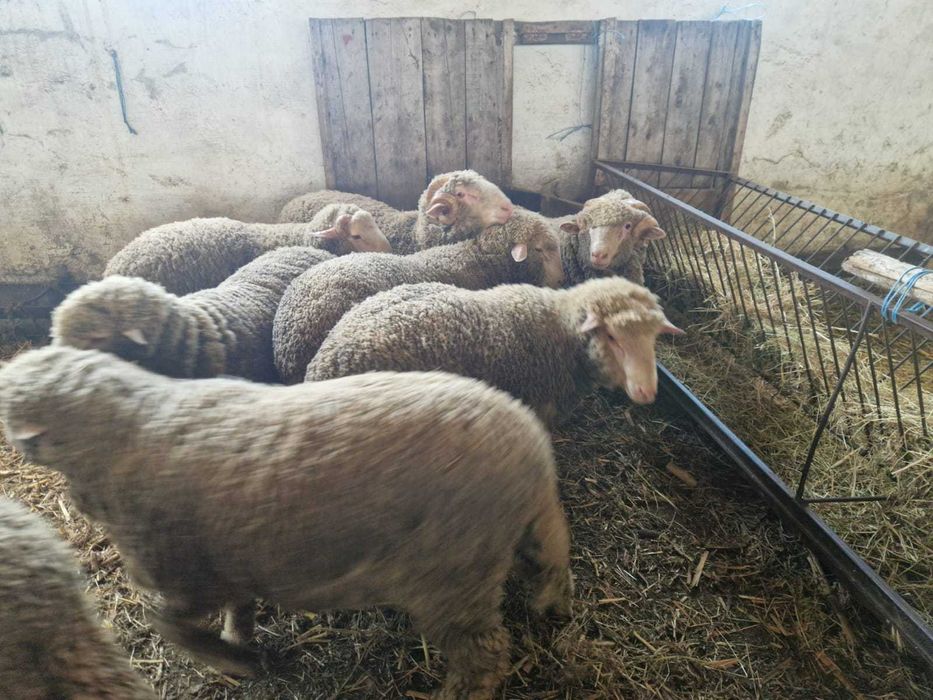 Vand Berbecuti Rasa Merinos de Palas