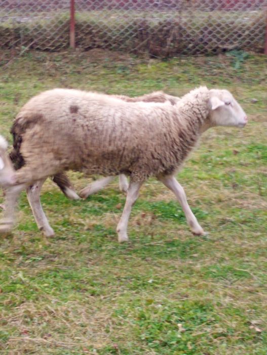 Vând oaie tânără