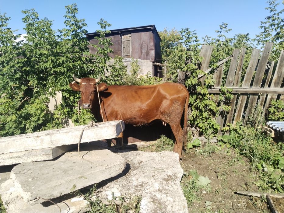 Пр- маю Скот Корова Быки Лошадь Баран