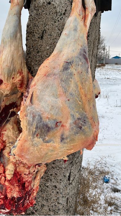 Мясо говядина каждый день свежий забой