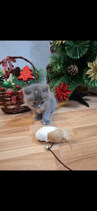 Персийски котета