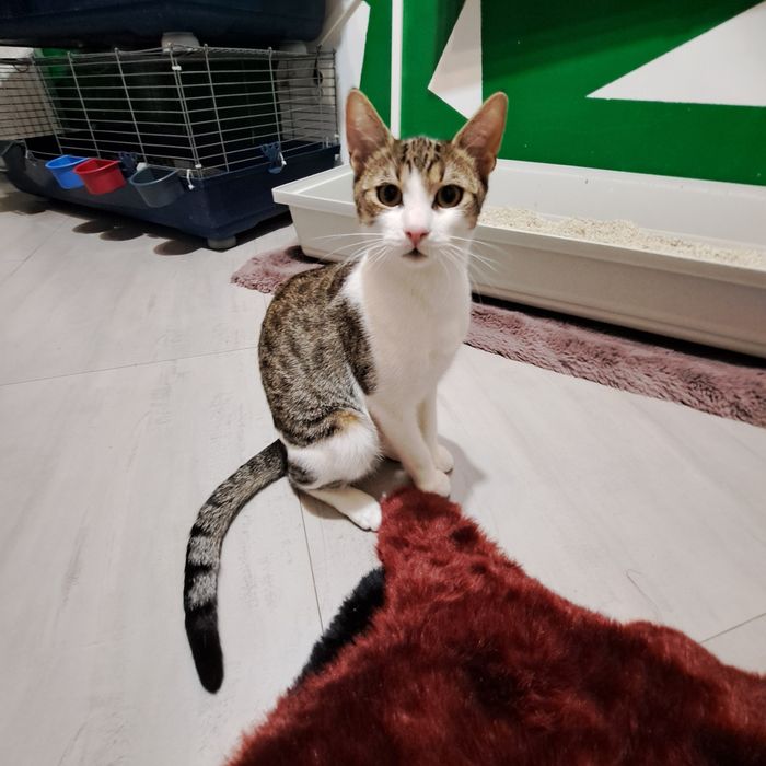 Adoptie pisica motan vargat Aladin