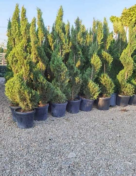Plante ornamentale variate care încântă privirea