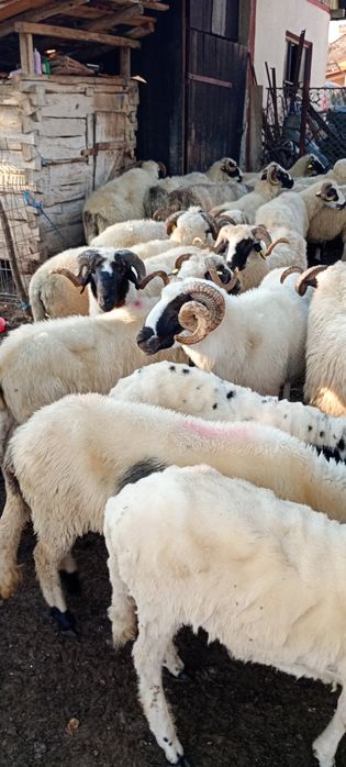 Berbecii brezi de vânzare