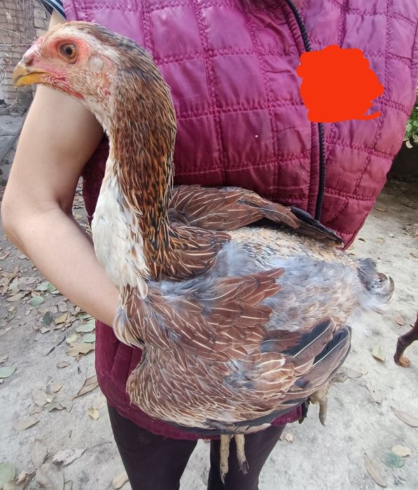 Кулянги Товуклар