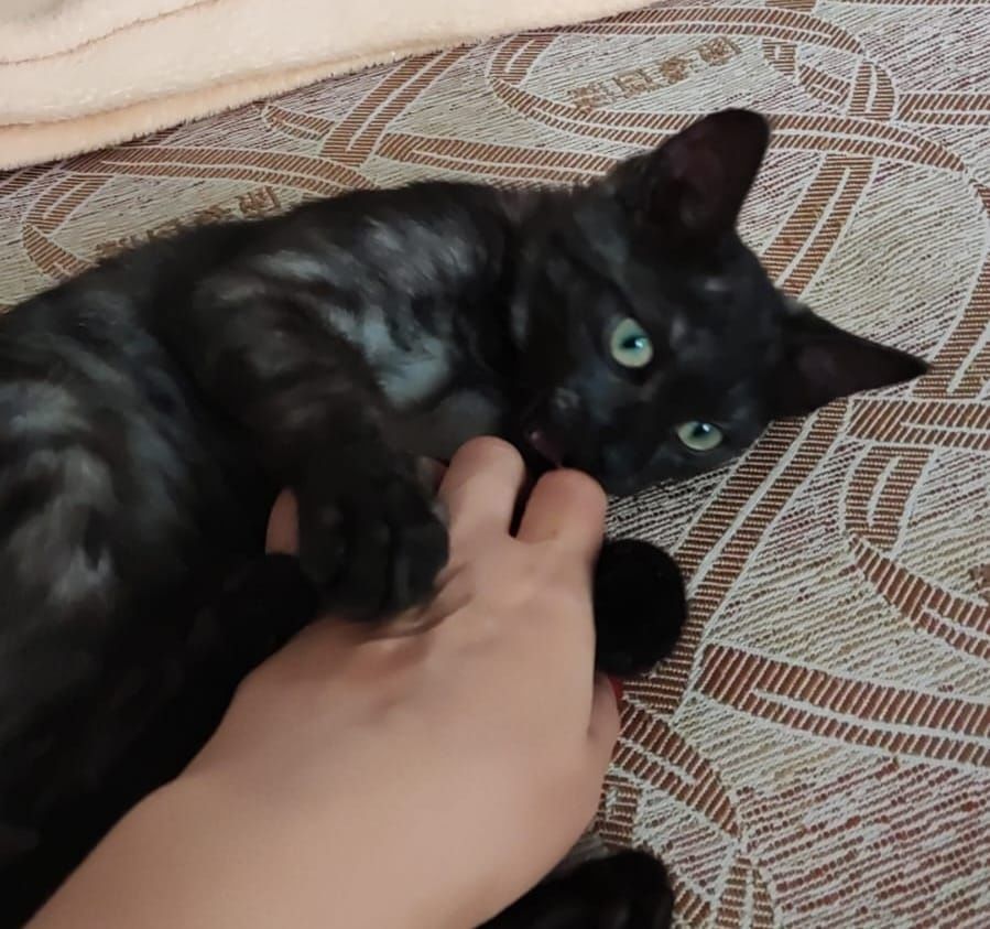 Котенок девочка в добрые руки
