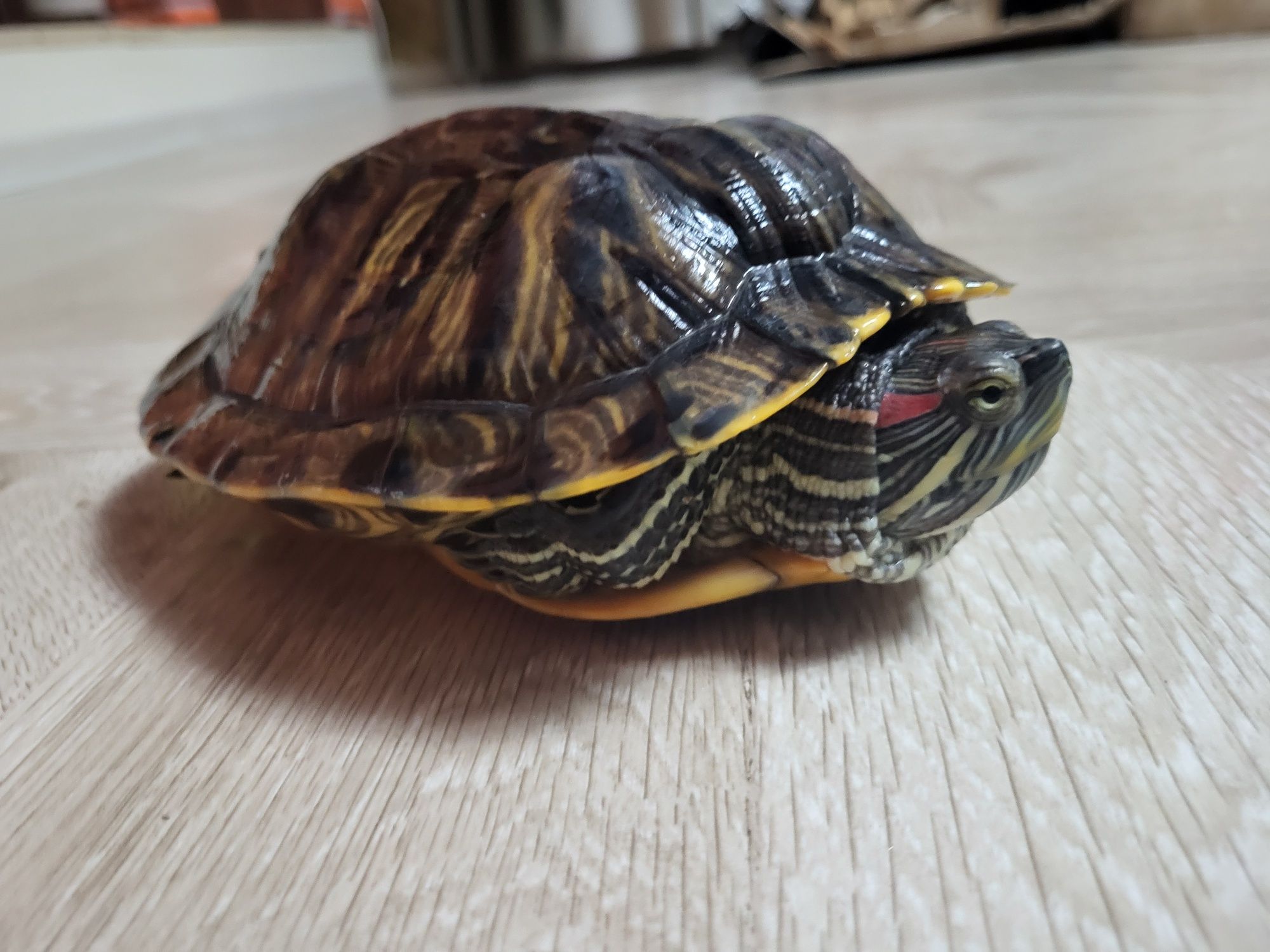черепаха пресноводная красноухая
