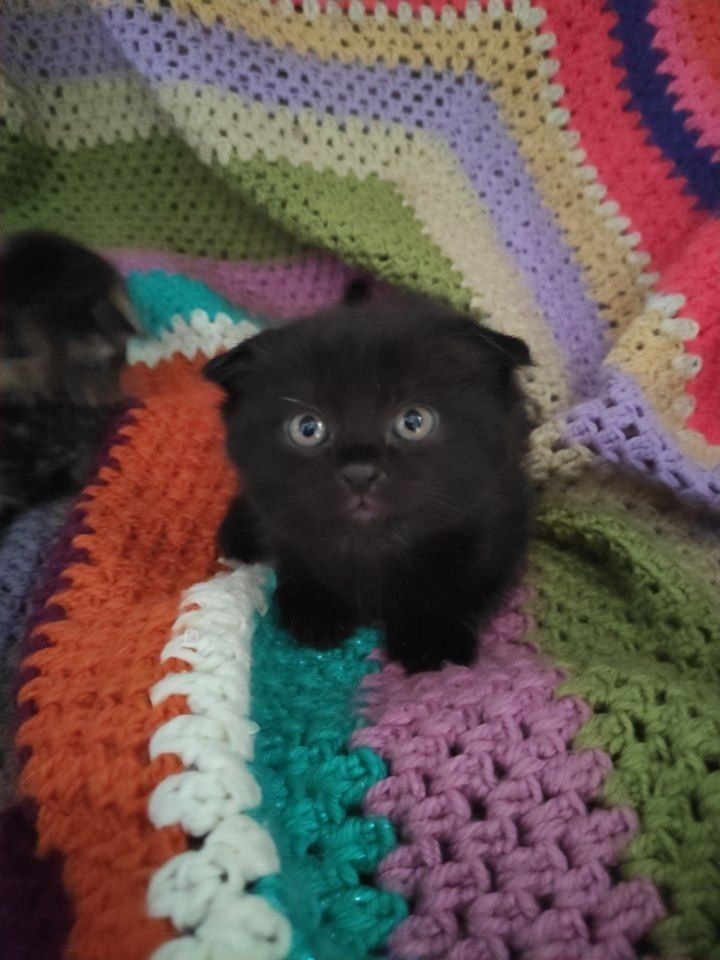 Котята скоттиш фолд