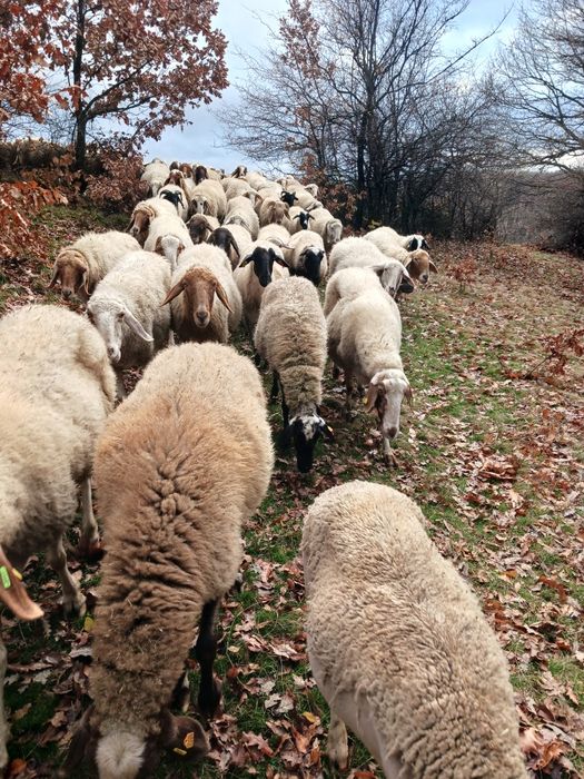 Продавам овце Аваси и Асаф