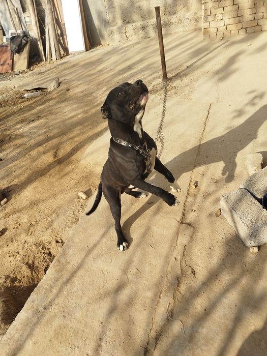 Питбулл сотилади