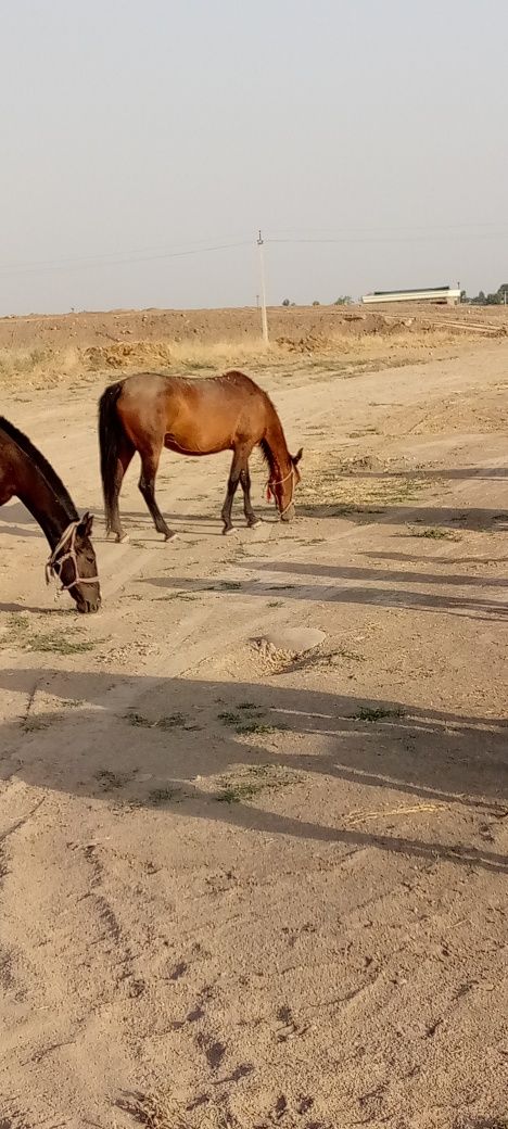 2та она бола Бия сотилади
