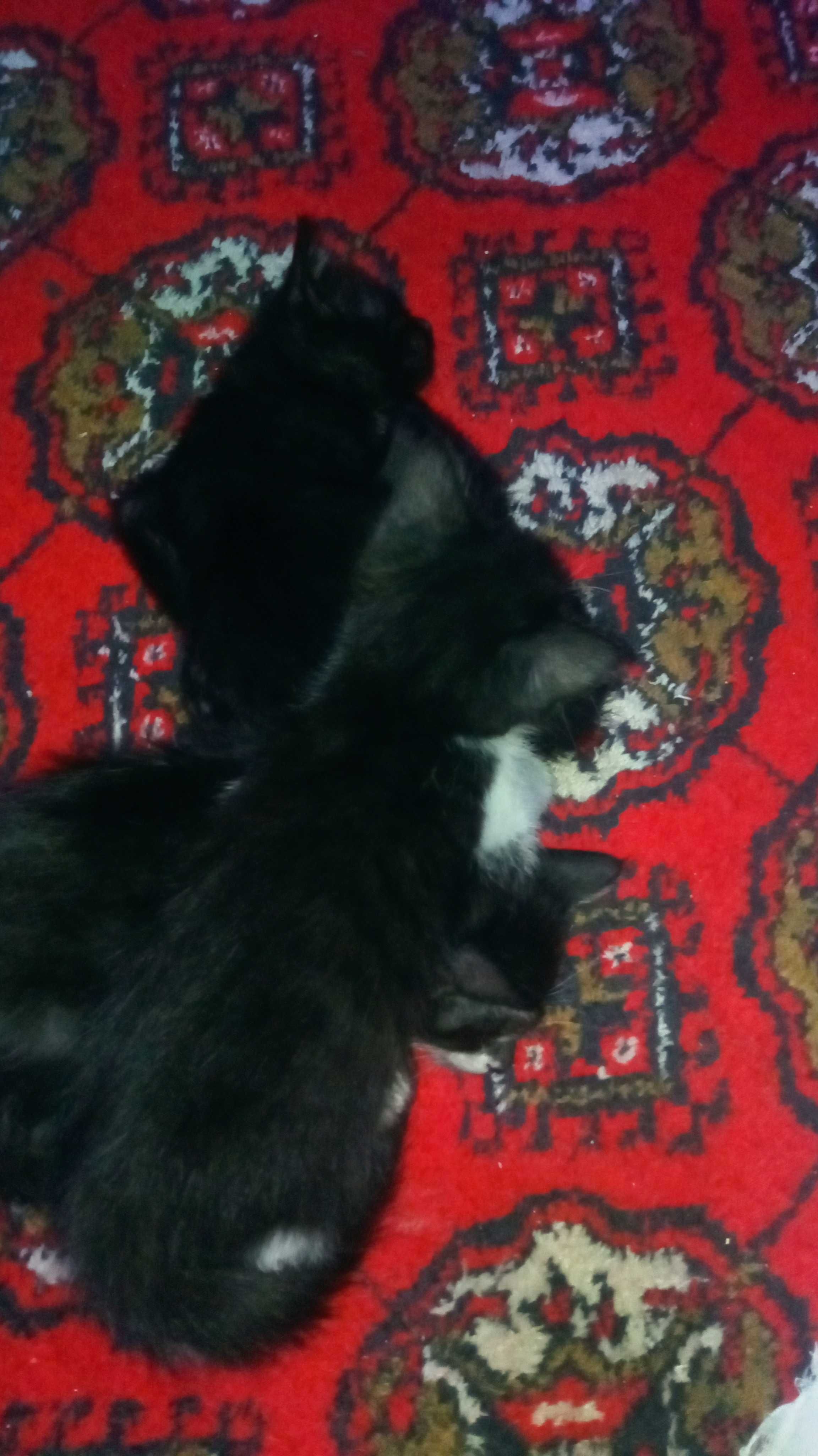 Котята 2 месяца мальчик и девочка