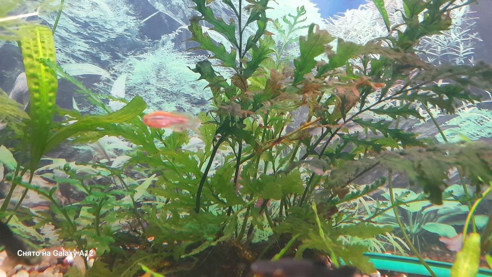 Аквариумное растение.