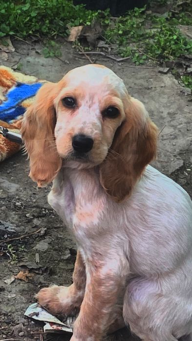 Продаю русского спаниеля СРОЧНО