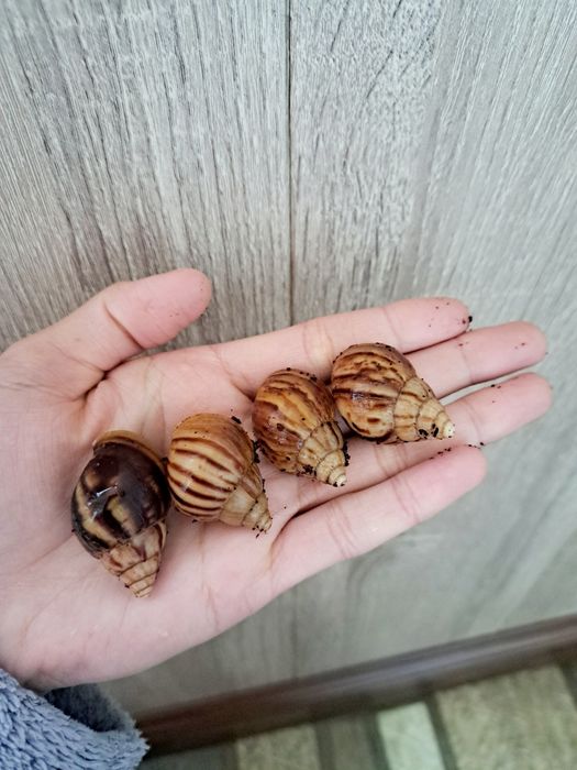 Ахатиналар аралаш