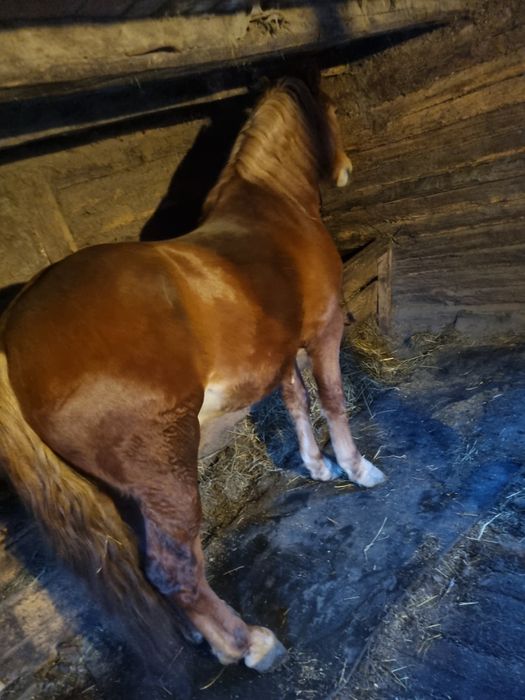 Vand sau schimb armasar 4 ani