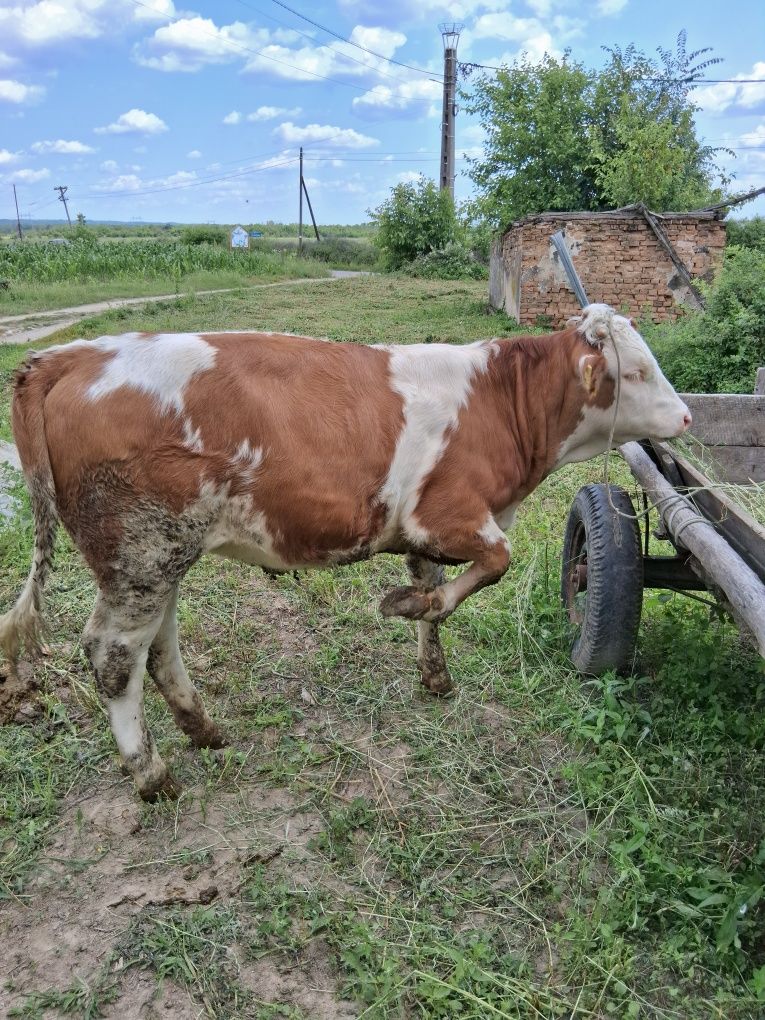 Juninca baltata românească