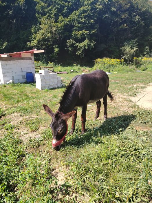 Vând măgar merge la ham nu zvrlea merge călare.