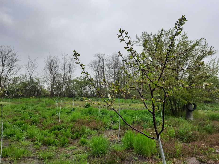 Teren intravilan 1500mp Bitina-Pamanteni Com Movilita Ialomita E85