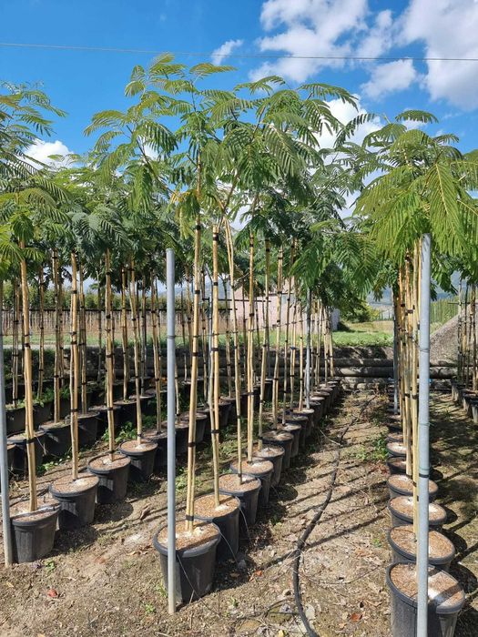 Platan - Mesteacan- Tei de floare- Artar norvegian