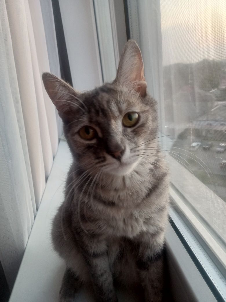 Отдадим бесплатно кошку