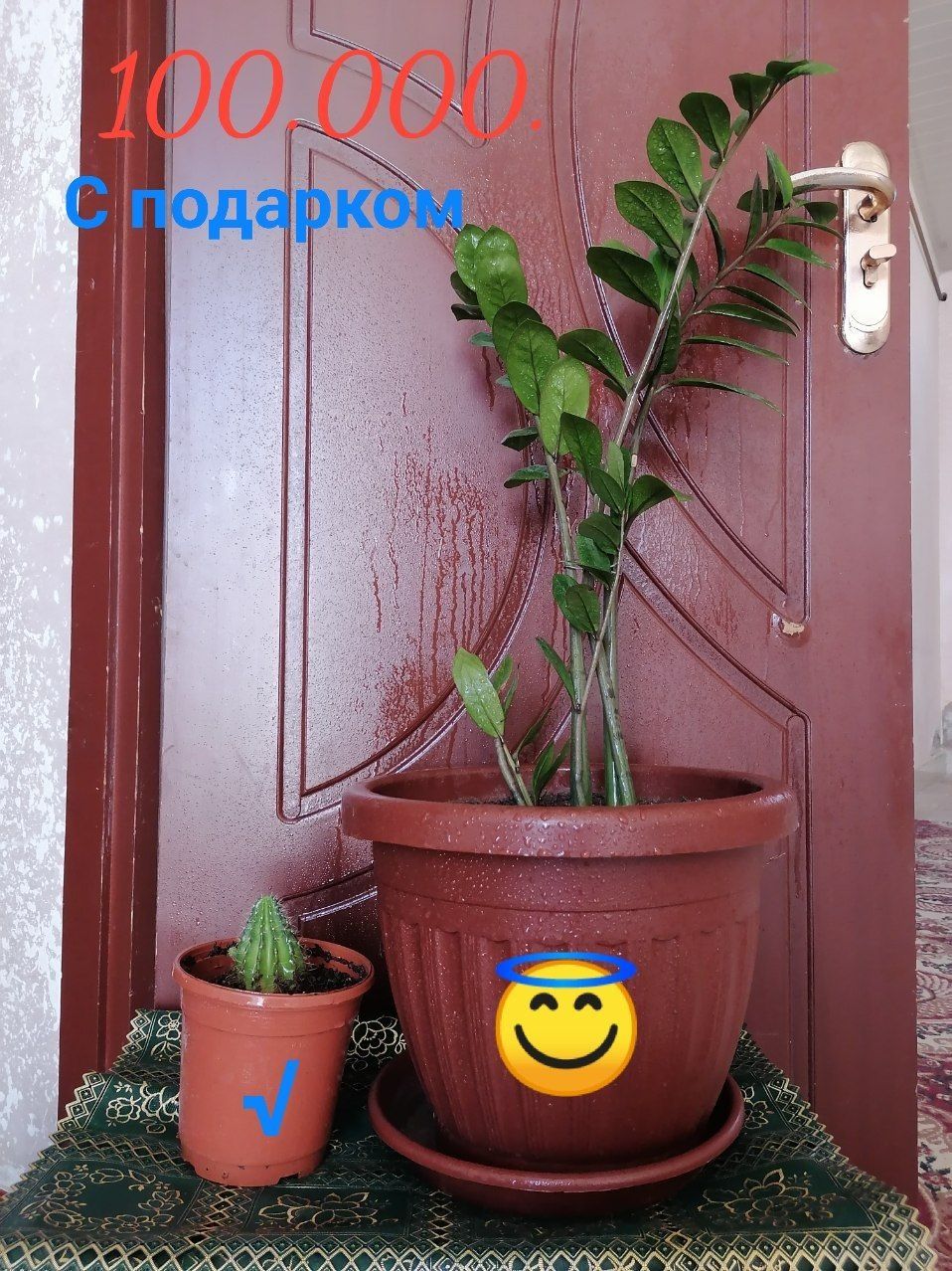 Комнатаные растения