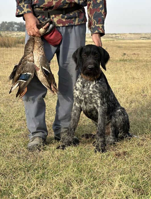 Дратхар работает