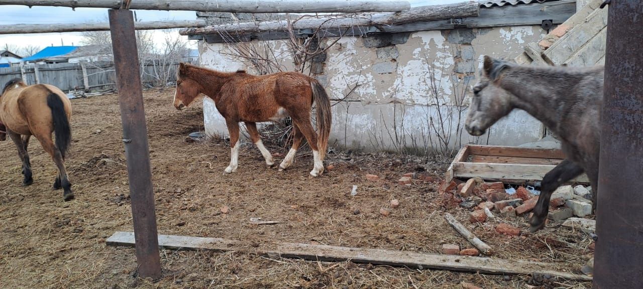 Продам 2 х годовалый жеребец