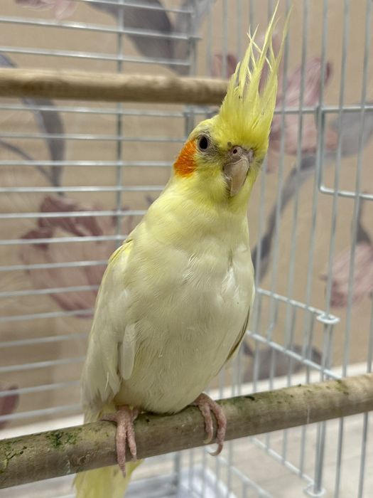 Продам попугая корелла