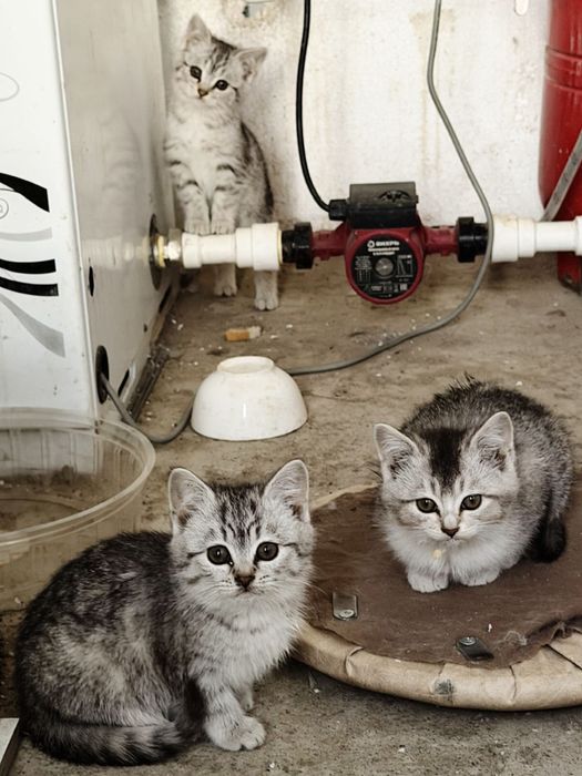 Мысықтар сатылады