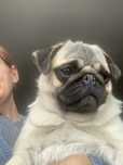 Puppy pug fetita, 8 luni,cu pedigree FCI