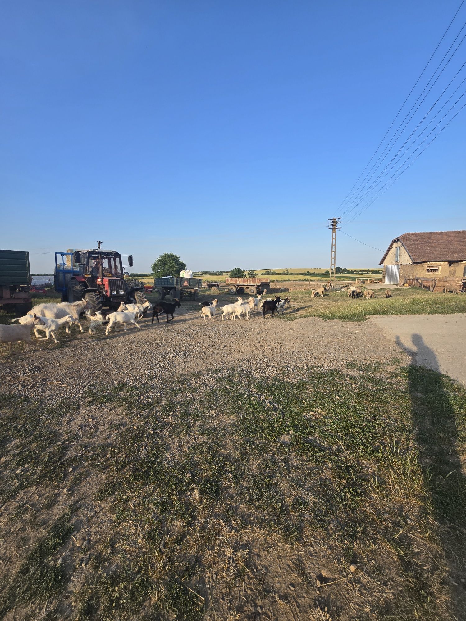 De vânzare capre și iezi sănătoși