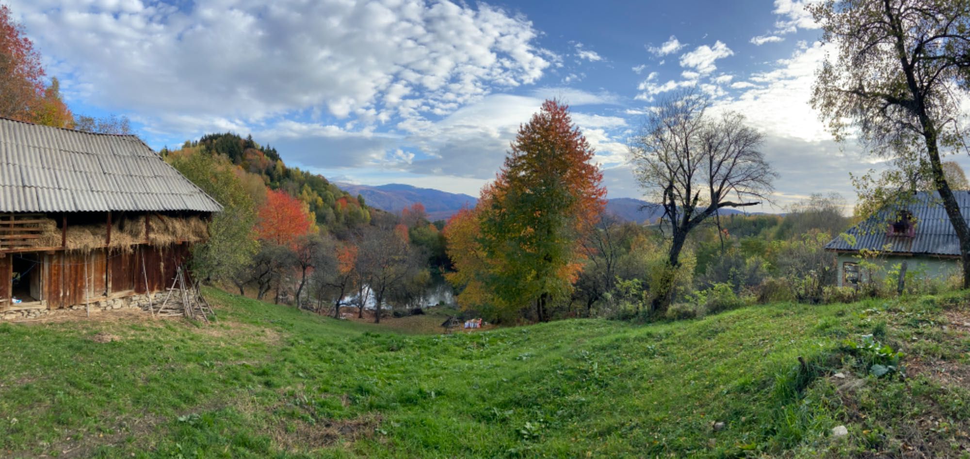 Vand/Schimb cires/bustean de cires cu lemn rasinoase