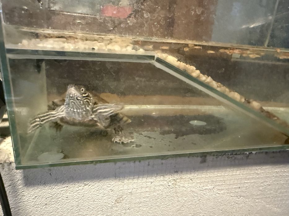 Broasca testoasa + acvariu
