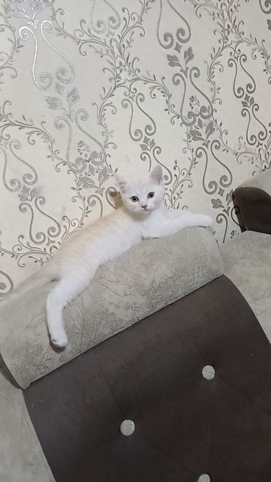 Шотландский страйд