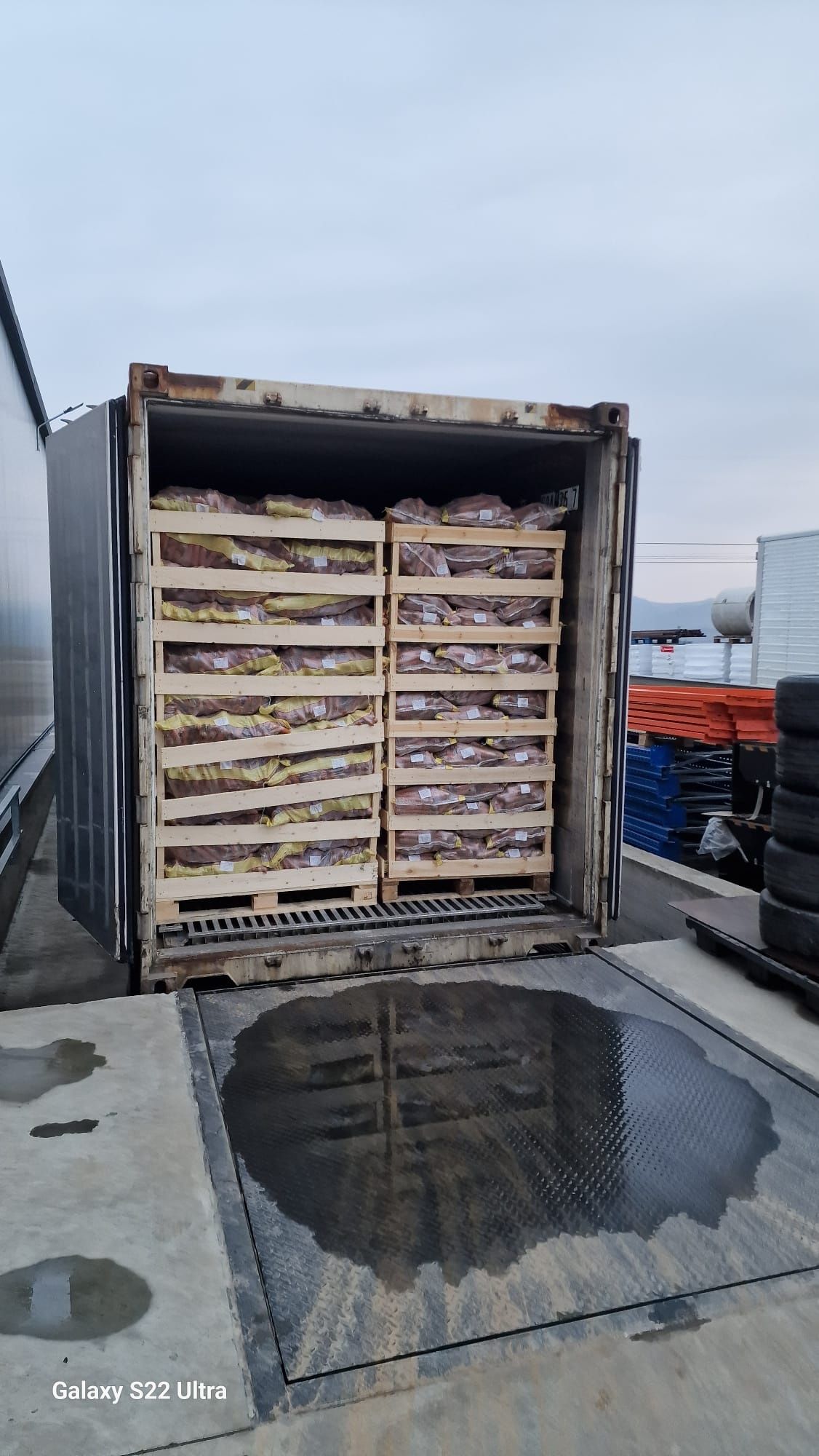 Morcov import murdar 1leu