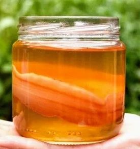 Kombucha scoby ciuperca