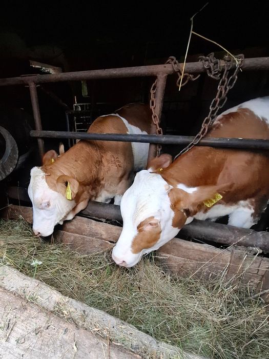 Vând două vițele rasă Bălțată Românească