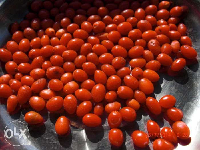 Plante GOJI ieftin, in anul 3, planta sanatatii si tineretii vesnice