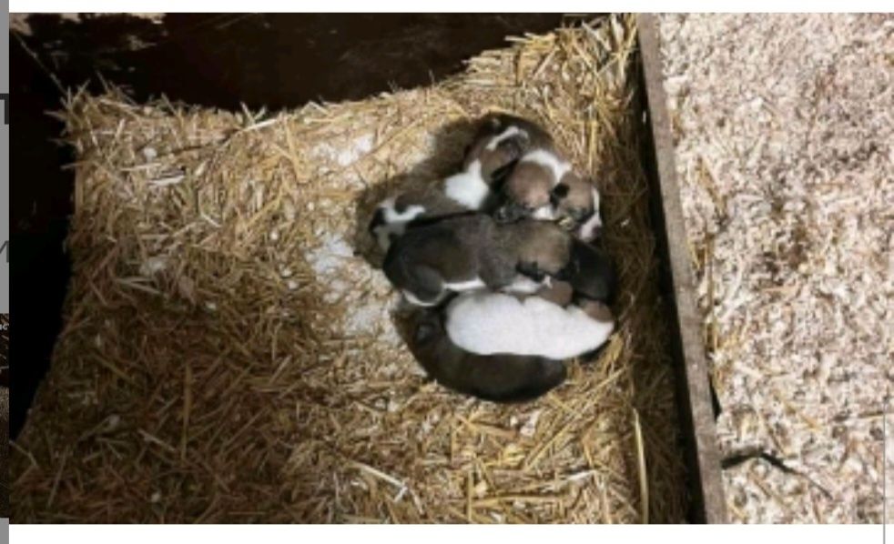 Подарявам кученца Джак ръсел