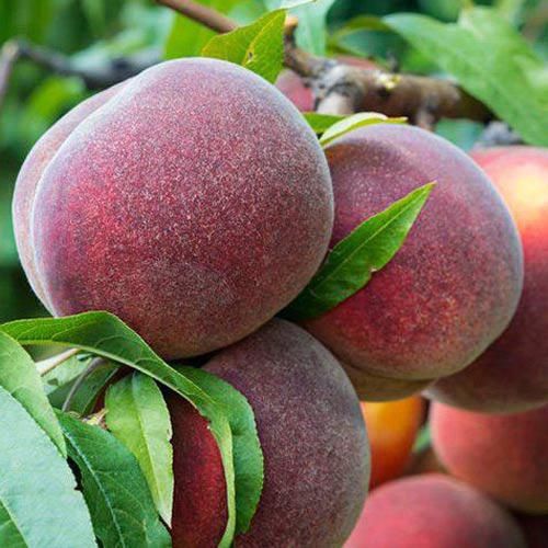 Pomi fructiferi gama deosebiți [ rari ] soiuri de piersic