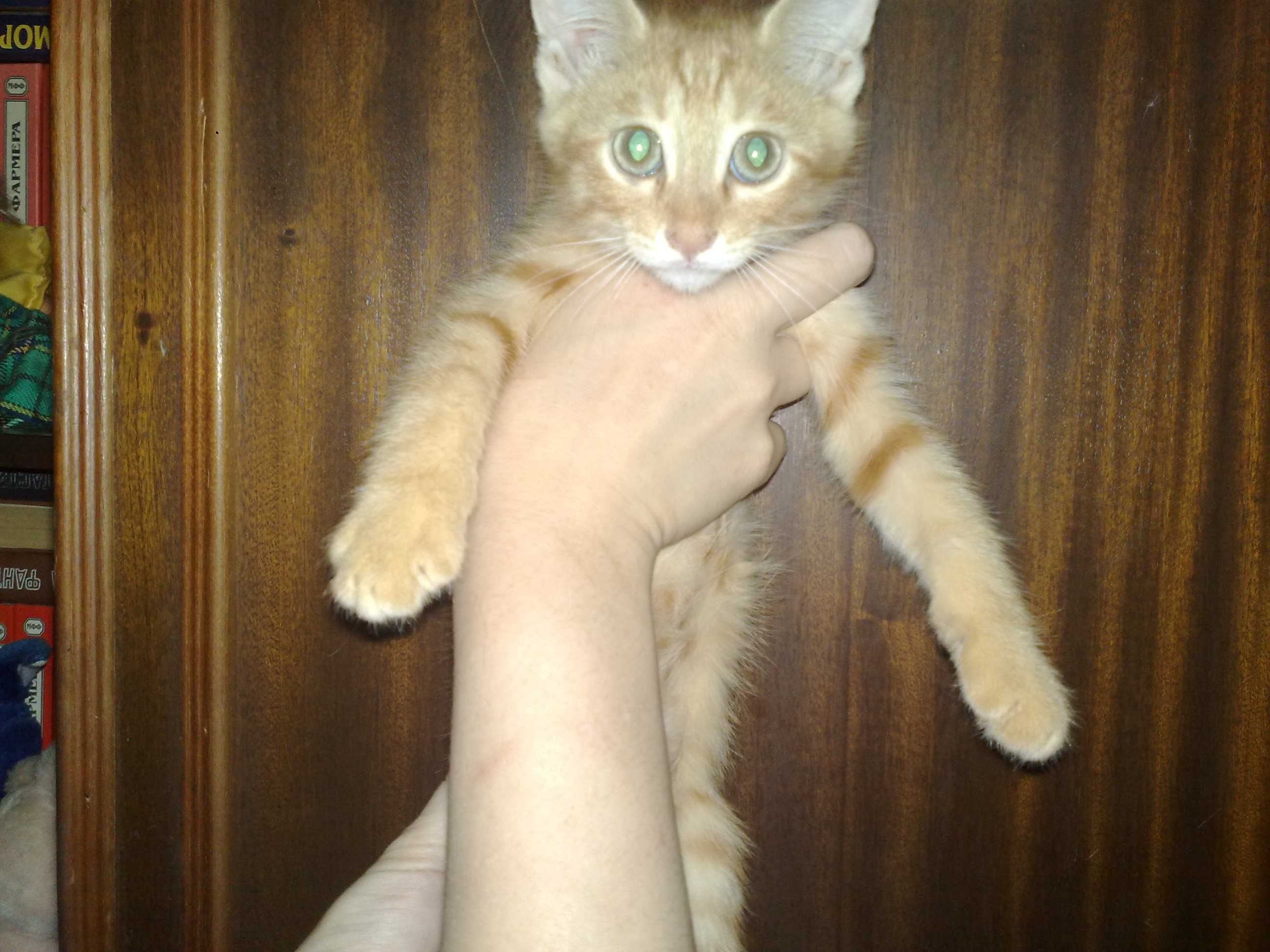 Ласковые домашние котята, 3 месяца.