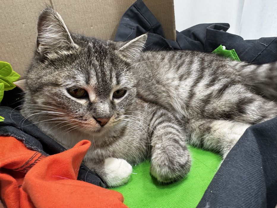 Отдам кошку в заботливые руки