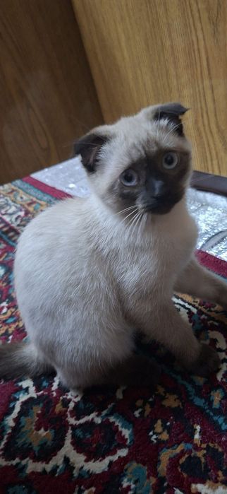 Sotladi qizbola mushuk