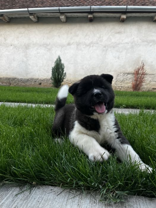 Akita american cu pedigree